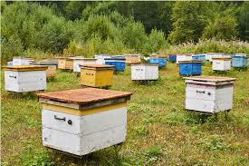 Beehive with bees